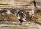 Chodbičky ambróziového brouka rodu Microcorthylus s masivním bílým porostem ambróziové houby Geosmithia microcorthyli. Brouk houbě umožňuje přenos spor na nový substrát vhodný k růstu a houba broukovi slouží  jako výhradní zdroj potravy. Foto M. Kolařík