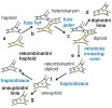 Schéma vzniku diploidních  nebo aneuploidních linií z haploidních  předků a pozměnění genetické výbavy vnitro- a mezidruhovým křížením u hub; a – haploidní mycelia, 1n (n – haploidní počet chromozomů, x – základní  chromozomové číslo); b – fúze mycelií se vznikem heterokaryonu, 1n + 1n (přítomnost geneticky odlišných haploidních jader v hyfách); c – jaderná fúze a vznik diploidních jader (2n); d – vznik  diploidní linie, křížením uvnitř druhu (autopolyploidie) nebo mezi odlišnými druhy (alopolyploidie); e – rekombinace genetické informace při mitotických  děleních (crossing-over); f – haploidizace, náhodné ztráty chromozomů  během následných mitotických dělení; g – vznik aneuploidních linií, 1n + x (některé chromozomy zůstávají duplikované); h – haploidní linie s pozměněnou genetickou výbavou (kombinace genů rodičovských jader). Orig. T. Veselská