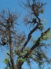 Onemocnění ořešáku černého (Juglans nigra) nazývané anglicky thousand cankers disease je způsobeno masivním žírem lýkožrouta Pityophthorus juglandis a patogenní houbou vyvoláva­jící nekrózy Geosmithia morbida. Končí odumřením celého stromu. Foto M. Kolařík