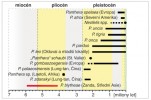 Diagram chronostratigrafického výskytu vyhynulých i recentních druhů velkých koček (Pantherinae). Upraveno podle různých zdrojů. Orig. M. Chumchalová