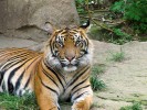 Nedospělý samec tygra sumaterského (Panthera tigris sumatrae). Hlavními  rozpoznávacími vnějšími znaky tohoto poddruhu jsou menší velikost těla a sytější zbarvení s hustšími pruhy.  Charakteristické jsou rovněž dobře vyvinuté licousy, zejména u samců. Foto S. Knor