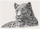 Rekonstrukce vzhledu druhu Panthera blytheae s hypotetickou kresbou srsti. Upraveno podle různých zdrojů. Orig. M. Chumchalová