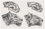Rekonstrukce lebek a vnějšího vzhledu druhů Panthera zdanskyi (vlevo) a P. palaeosinensis (vpravo). Délka lebky 264 mm, resp. 240 mm. Upraveno podle různých zdrojů. Orig. M. Chumchalová