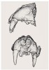 Boční a přední pohled na fosilizovanou horní čelist druhu P. zdanskyi, původně přisuzovanou P. palaeosinensis. Upraveno podle různých zdrojů. Orig. M. Chumchalová