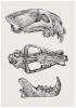 Fosilizovaná, jen mírně deformovaná lebka se spodní čelistí P. zdanskyi. Upraveno podle různých zdrojů. Orig. M. Chumchalová