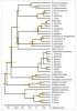 Schéma fylogenetických vztahů  a přibližné časové divergence jednot­livých recentních druhů kočkovitých šelem (Felidae). Upraveno podle různých zdrojů. Orig. M. Chumchalová