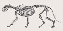Rekonstrukce kostry druhu Panthera gombaszoegensis podle téměř kompletního nálezu z francouzské lokality Château Breccia. Upraveno podle různých zdrojů. Orig. M. Chumchalová