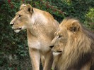 Samice a samec lva (Panthera leo). Mohutná hříva představuje typický  samčí sekundární znak a její vznik patrně souvisí se sociálním způsobem života těchto koček. Foto S. Knor