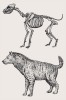 Rekonstrukce kostry a vnějšího vzhledu druhu Hyaena brevirostris. Největší jedinci dorůstali výšky v kohoutku  až 1 m a hmotnosti přes 110 kg. Délka  jejich lebky mohla přesahovat 35 cm. Upraveno podle různých zdrojů. Orig. M. Chumchalová