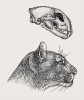 Rekonstrukce lebky a vnějšího vzhledu kočkovité šelmy Puma pardoides. Upraveno podle různých zdrojů. Orig. M. Chumchalová