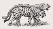 Porovnání velikosti recentního jaguára (Panthera onca, jedinec v popředí) a vyhynulého pleistocenního poddruhu P. onca augusta. Upraveno podle různých zdrojů. Orig. M. Chumchalová