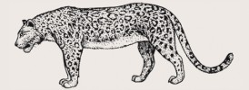 Rekonstrukce celkového vzhledu pleistocenního evropského poddruhu levharta (Panthera pardus spelaea) vytvořená  na základě paleolitické kresby z Chauvetovy jeskyně. Upraveno podle různých zdrojů. Orig. M. Chumchalová