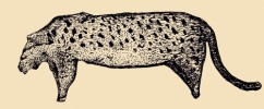 Paleolitická kresba pleistocenního evropského poddruhu levharta (Panthera pardus spelaea) z Chauvetovy jeskyně. Upraveno podle různých zdrojů. Orig. M. Chumchalová