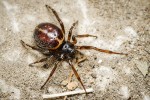 Typicky zbarvená samice snovačky pokoutní (Steatoda bipunctata). Foto R. Šich