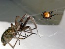 Evropským pavoukem roku 2018 byla vyhlášena snovačka pokoutní (Steatoda bipunctata). Samice tohoto druhu pavouka (na snímku vpravo) s uloveným pokoutníkem tmavým (Eratigena atrica). Foto Z. Hyan