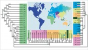 Prostorové rozložení jednotlivých větví fylogenetického stromu  mitochondriální DNA (mtDNA) lidských populací. V rámci každé z větví jsou vyznačeny hlavní mutace, podle nichž mohou být tyto populace diagnostikovány. Upraveno podle: T. Kivisild (2015), s laskavým svolením autora