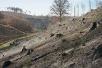 Shořelá holina na Černém gruntu, říjen 2022. Foto P. Šamonil