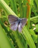 Modrásek hořcový (Phengaris alcon). Foto J. Horák