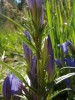 Hořec hořepník (Gentiana pneumonanthe), živná rostlina mokřadních populací modráska hořcového (Phengaris alcon), s jeho nakladenými vajíčky. Foto J. Horák