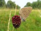 Modrásek očkovaný (Phengaris teleius) na květenství živné rostliny krvavce totenu (Sanguisorba officinalis). Foto J. Horák