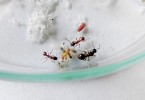 Housenka modráska bahenního (Phengaris nausithous) v laboratorním hnízdě mravence  žahavého (Myrmica rubra). Foto P. Pech