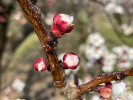 První květy meruňky obecné (Prunus armeniaca), odrůda ′Velkopavlovická′, v ovocném sadu Zahradnické fakulty Mendelovy univerzity v Lednici v r. 2024. Foto P. Dížková 