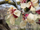 Zmrzlé květy meruňky obecné (Prunus armeniaca), odrůda ′Velkopavlovická′, v ovocném sadu Zahradnické fakulty Mendelovy univerzity v Lednici v r. 2024. Foto P. Dížková 