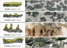 Tvary biologických půdních krust. Blíže v textu. Orig. K. Řeháková
