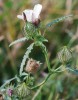 Kriticky ohrožený ibišek trojdílný (Hibiscus trionum). Foto R. Němce 