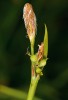 V celé České republice i v Jeseníkách jinak velmi vzácná ostřice pochvatá (Carex vaginata) se v okrajových  partiích udržela v krátkostébelných  společenstvech dřívějších pastvin. Foto L. Bureš