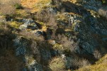 Na horním okraji Vitáskovy rokle nad Podpěrovou skálou je vysoká bio­diverzita podmíněna především členitým  mikroreliéfem. Skalní stěny orientované k severu mají jiný teplotní režim než osluněné části skal v jižním směru. Foto L. Bureš