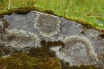 Vápnomilný (kalcifilní) lišejník  misnička zední (Lecanora saxicola)  na snadno přehlédnutelném balvanu vápnitého metatufu, ležícím patrně  dlouho na úpatí Finckeho stráně. Foto L. Bureš