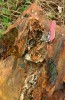 Detail křemen-karbonátové žíly na bloku fylitu čerstvě odlomeném ze skal, obaleného vrstvou rezavého limonitu (hnědele – hydratovaného oxidu železitého). V žíle jsou kromě křemene, kalcitu a limonitu i další minerály. Foto L. Bureš