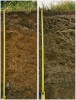 Půdní sonda pod smrčinou (Calamagrostio-Piceetum) mezi Králíkovými palouky a Cimrmanovou zahrádkou (vlevo) a pod květnatou nivou (Poo-Deschamsietum) na Hvozdíkové louce v Cimrmanově zahrádce. Ani na jednom profilu není vybělený eluviální horizont, typický pro podzoly, které bychom v těchto místech předpokládali. Foto L. Bureš