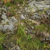 V těsné blízkosti křemen-karbonátové žíly na Podpěrově skále rostou pospolu vápnostřezné rostliny – vřes obecný (Calluna vulgaris, vlevo nahoře), i vápnomilné druhy – hlaváč šedavý (Scabiosa canescens, velké vejčité listy v dolní části) a mateřídouška ozdobná sudetská (Thymus pulcherrimus subsp. sudeticus, drobné tmavozelené vejčité listy hustě v celé dolní části snímku). Foto L. Bureš