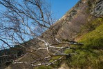 Nejtypičtější lavinové formy vytváří ve Velké kotlině bříza karpatská (Betula carpatica), jejíž kmeny se již zamlada pod váhou sněhu i pohybem plazivého sněhu a lavin prohýbají a tisknou k zemi. Foto L. Bureš