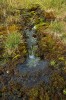 Pramen Klečového potoka je typický rheokrén – voda vyvěrá přímo ze země a rovnou odtéká. Foto L. Bureš