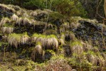 Stinná kapavá skála s bezkolencem modrým (Molinia caerulea) a třtinou rákosovitou (Calamagrostis arundinacea) na severovýchodním konci  Beckeho skal. Foto L. Bureš