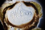Lišejník bradavnice zemní (Sporodictyon terrestre) připomíná příbuzný S. schaererianum. Na rozdíl od něj ale často porůstá mechorosty a má menší výtrusy. V ČR roste jen na vápníkem  obohacených kvarcitových skalách  ve Vitáskově rokli Velké kotliny. Foto J. Halda