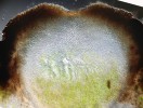 Ve stélce a plodnicích bradavnice rozpukané (Stauro­thele fissa) jsou přítomny buňky zelené řasy rodu Stichococcus, krychlového tvaru. Foto J. Halda