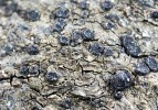 Rohovka třásnitá (Rinodina fimbriata) tvoří černé okrouhlé plodnice částečně zanořené ve stélce. Porůstá pravidelně zaplavované kyselé skály, u nás jen na Suzově stěně ve Velké kotlině a v údolí Chrudimky v Železných horách.  Foto J. Halda 