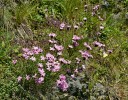 Druhý zdejší stenoendemit – hvozdík kartouzek sudetský (Dianthus carthusianorum subsp. sudeticus). Roste na  několika místech na skalách v menších  i větších trsech, ojediněle se vyskytuje v květnatých nivách. Foto L. Bureš