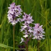 Prstnatec Fuchsův (Dactylorhiza fuchsii) – nejhojnější orchidej kotliny, rostoucí především na suchopýrkových prameništích a potočních slatinách. Foto L. Bureš