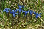 V české květeně nemá modrá barva květů hořce jarního (Gentiana verna) konkurenci. Foto L. Bureš