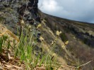 Teplomilné ostřici horské (Carex montana) se tu daří dobře, pouze nekvete tak často jako např. v Českém krasu. Foto L. Bureš