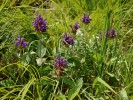 Černohlávek velkokvětý (Prunella grandiflora) patří k nejvýznamnějším zdejším teplomilným druhům.  Roste na mělké půdě na skalách. Foto L. Bureš