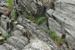 Zvonek okrouhlolistý sudetský  (Campanula rotundifolia subsp. sudetica) je endemit Krkonoš a Hrubého Jeseníku.  Ve Velké kotlině ho najdeme téměř  na všech skalách. Foto L. Bureš