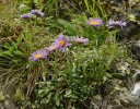 Hvězdnice alpská (Aster alpinus) tu roste jen v několika málo trsech na třech místech vápnitých skal Vitáskovy rokle. Foto L. Bureš