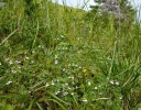 Jednoletý poloparazit světlík lékařský pestrý (Euphrasia officinalis subsp. picta) v kotlině obývá květnaté krátkostébelné nivy v minulosti ovlivněné pastvou dobytka. Foto L. Bureš