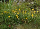 Devaterník velkokvětý pravý (Helian­themum grandiflorum subsp. grandi­florum) se v rámci ČR vyskytuje pouze  ve Velké a Malé kotlině. Foto L. Bureš